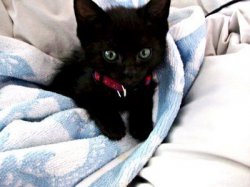 black-kitten.jpg