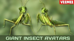 insect01.jpg