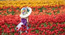 tip-toe-through-the-tulips.jpg