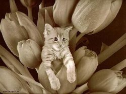 catcaper_tiptoethroughthetulips_wp.jpg