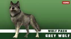 AnimalAvatars_Wolf_Grey_2014-01-22_684x384.jpg