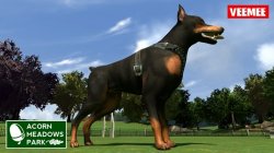 AcornMeadowsPark_Doberman_2014-01-29_684x384.jpg