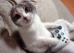 xbox360cat.jpg