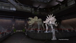 Fossil Museum